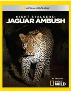 我的医妃不好惹